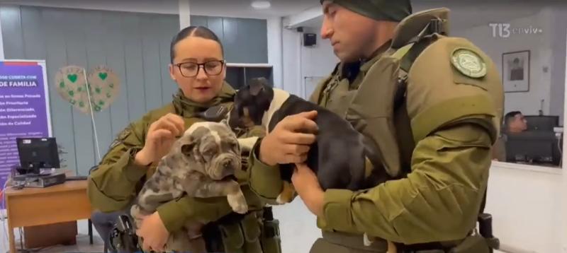 Dos cachorros rescatados: persecución termina en choque y un detenido