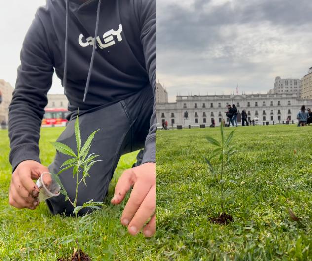 Instagram - Manifestantes plantaron marihuana en el frontis de La Moneda