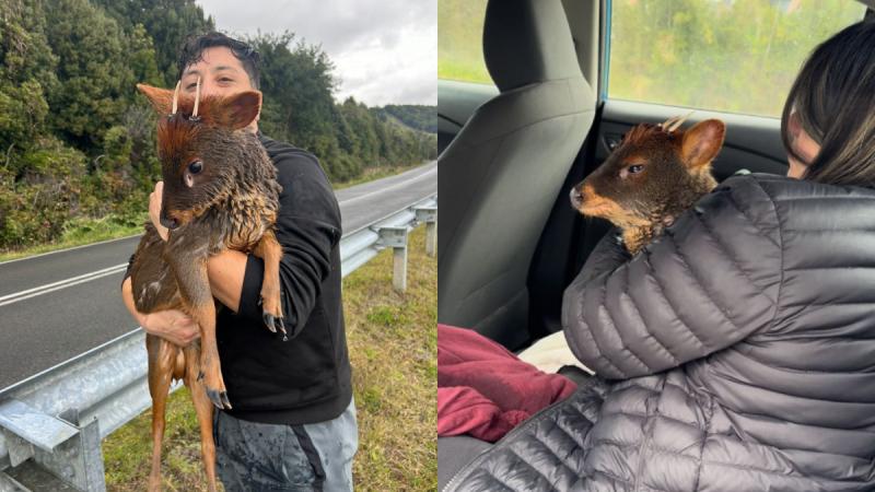Rescatan pudú en Lago Huillinco - Facebook Ingrid Ojeda