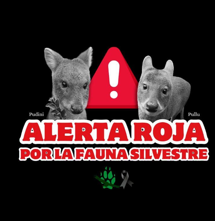 Pudués - Chiloé Silvestre