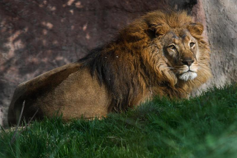 Buin Zoo - panoramas vacaciones de invierno