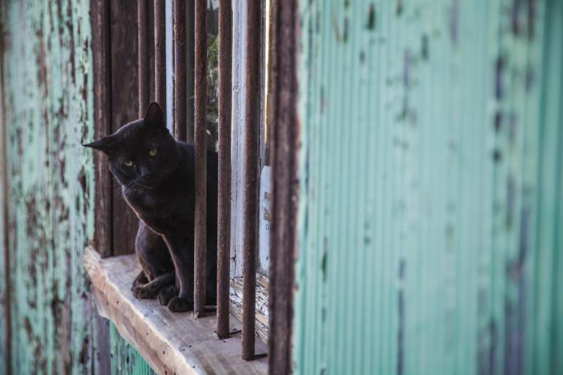Condenan a mujer que sacrificó a su gatita - Referencial Agencia Uno