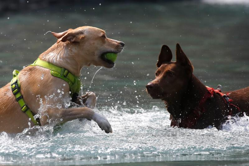 El 1% de denuncias por maltrato animal terminó en condena en lo que va de 2024 - ATON