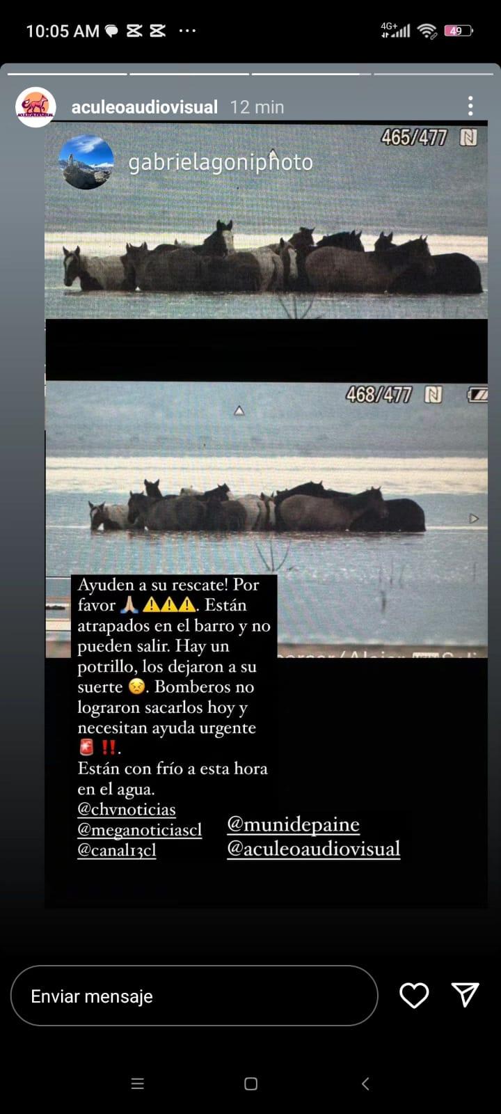 12 caballos permanecen atrapados en la Laguna de Aculeo: Vecinos se organizan para rescatarlos