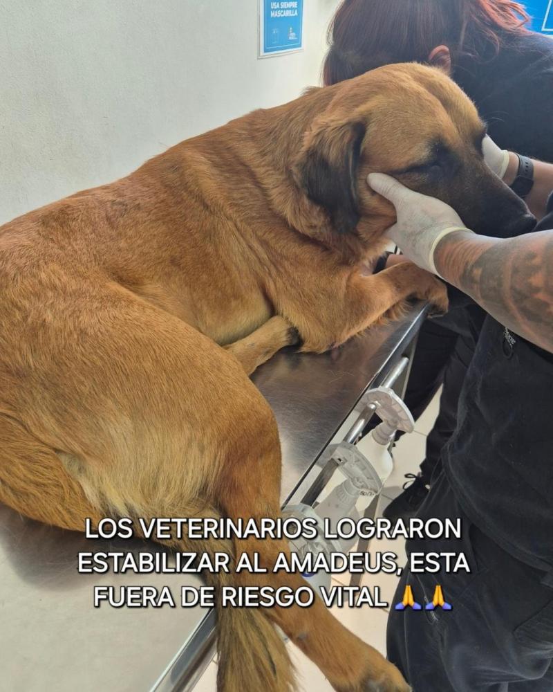 Facebook - Publicación de Luz Echanez sobre estado de salud del perro lanzado del Liceo Comercial de Antofagasta.