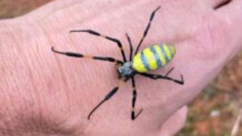 Araña Joro llegó a Estados Unidos - Universidad de Clemson