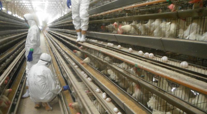 La gripe aviar se puede propagar a los humanos a través del contacto con aves infectadas - Deutsche Welle