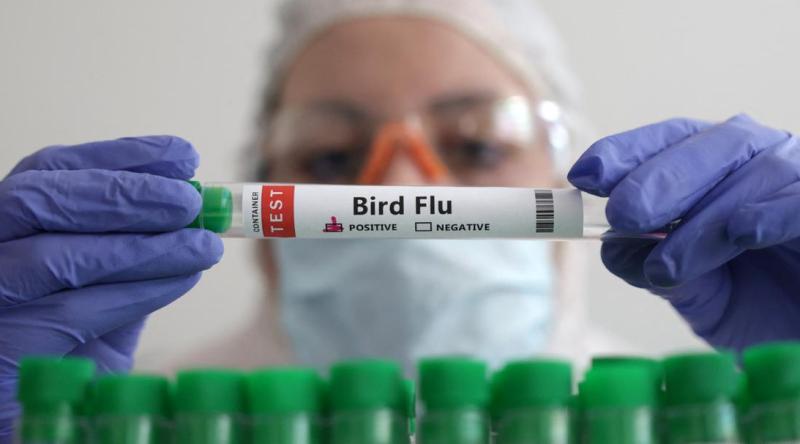 En el caso de contagio humano con AH5N2 detectado en México, la víctima no habría tenido contacto con aves u otros animales - Deutsche Welle