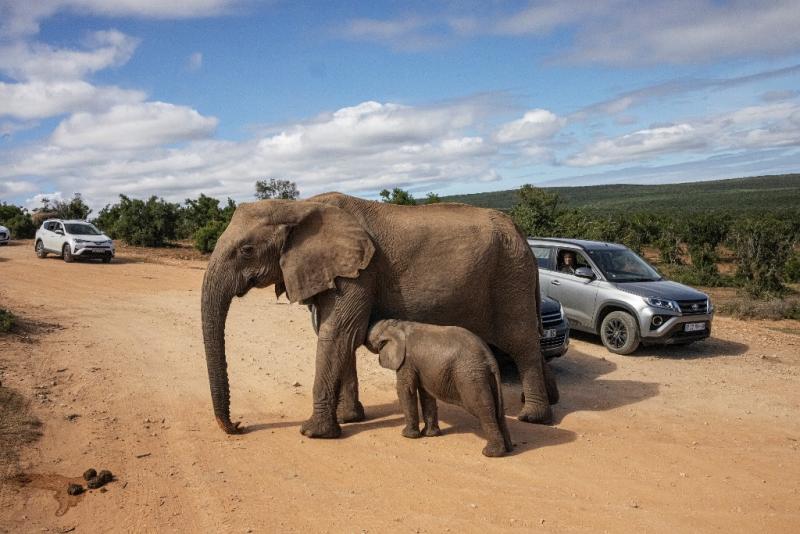 Un turista español muere en Sudáfrica pisoteado por un elefante
