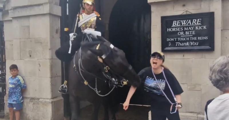 @OliLondonTV - Turista fue mordida por caballo de la Guardia Real