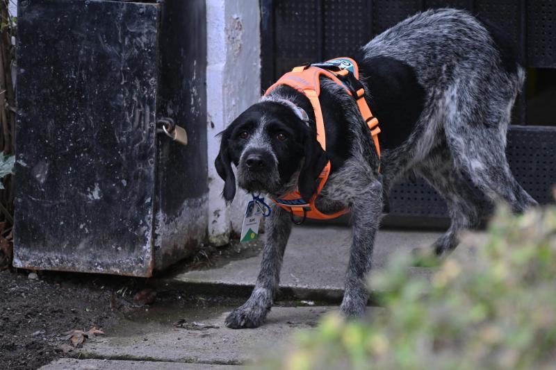 Suki, el único olfato que detecta fugas de agua subterráneas en Chile - AFP