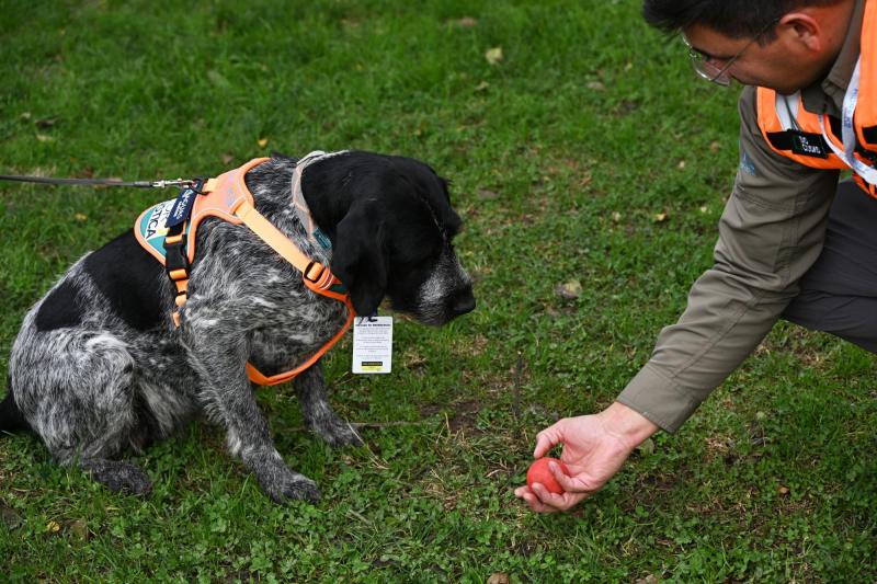Suki, el único olfato que detecta fugas de agua subterráneas en Chile - AFP