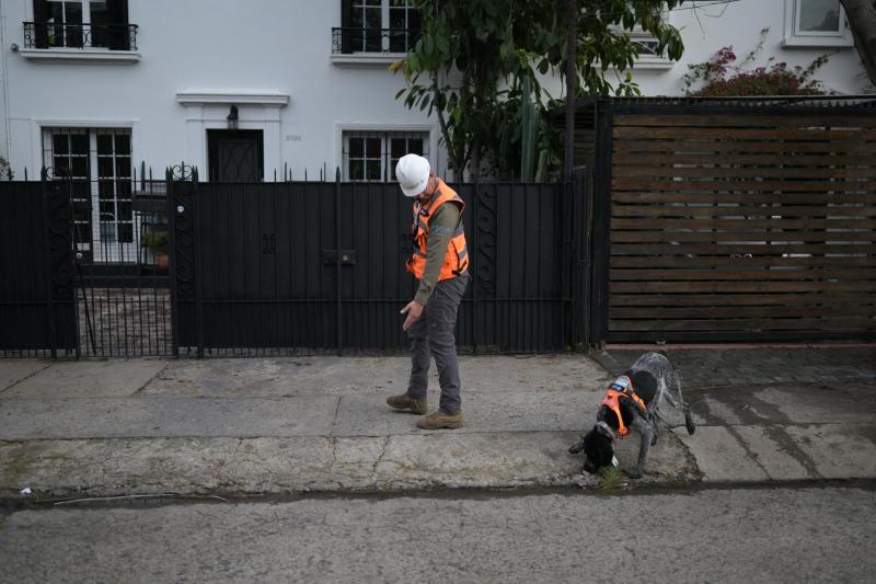 Suki, el único olfato que detecta fugas de agua subterráneas en Chile - AFP