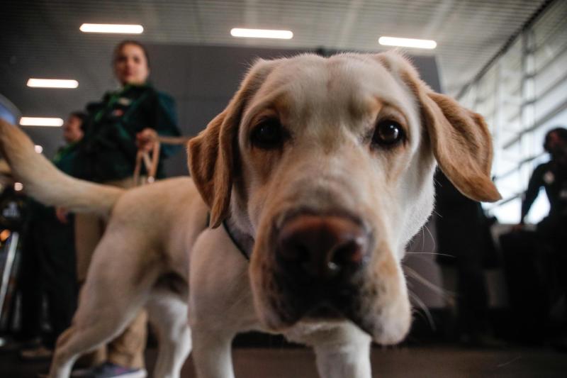 Anuncian facilidades para viajar con mascotas - Agencia Uno