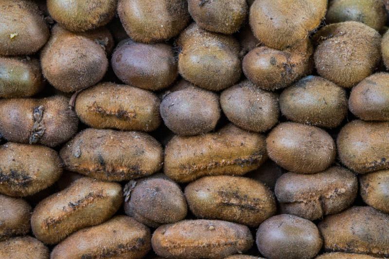 Industria chilena del kiwi se prepara para celebrar su primer ‘Kiwi Day’