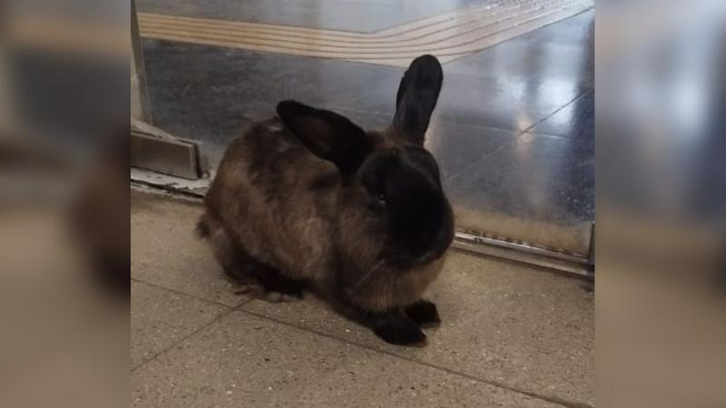 Instagram/metrodesantiago - Conejo