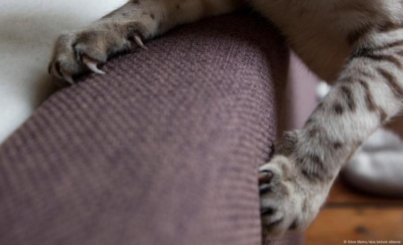 Silvia Marks/dpa/picture alliance - Los investigadores concluyeron que las sesiones de juego breves y regulares disminuyen el estrés en los gatos