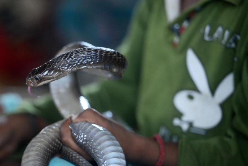 Se desconoce el tipo de serpiente venenosa que mordió al trabajador ferroviario en india