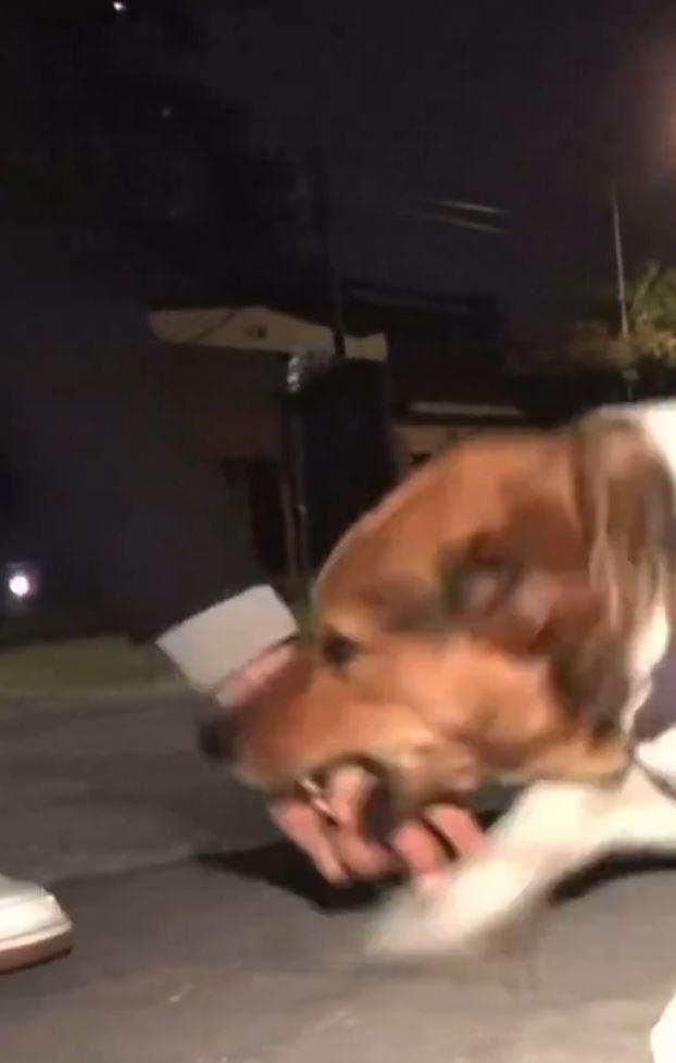 Redes sociales - Perro viral de Argentina