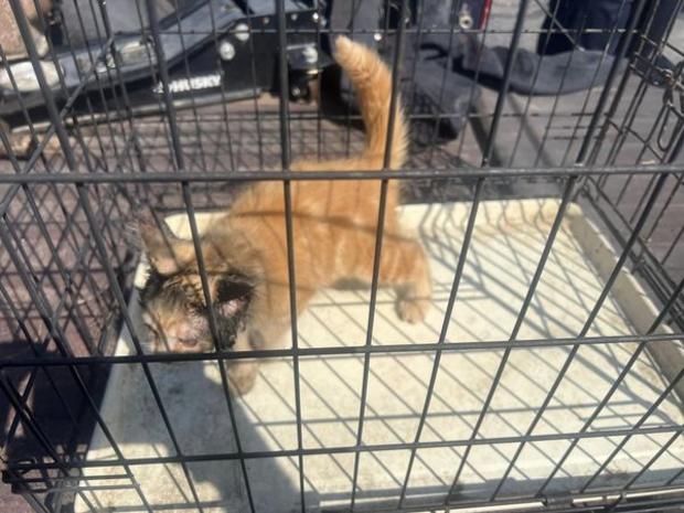 Departamento de Bomberos de Howell (captura) - Gatito atrapado en un tubo de escape