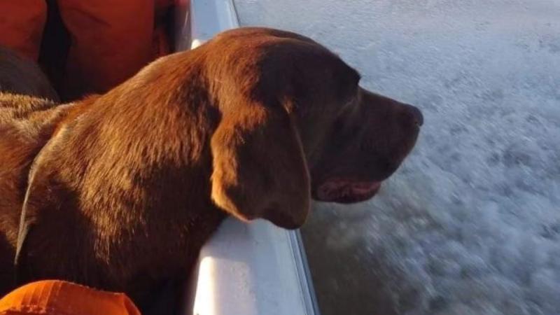 Muere uno de los perros que participó en la búsqueda de Loan - Instagram