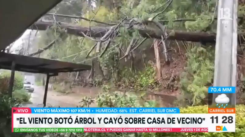 Un árbol cayó sobre una casa en San Pedro de la Paz - Tu Día