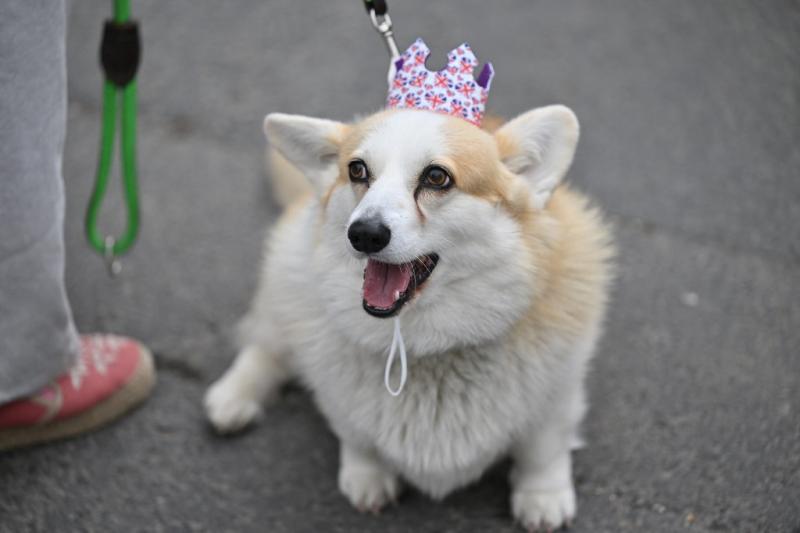 ¿Lo comprarías?: Dolce & Gabbana lanza exclusivo perfume para perros