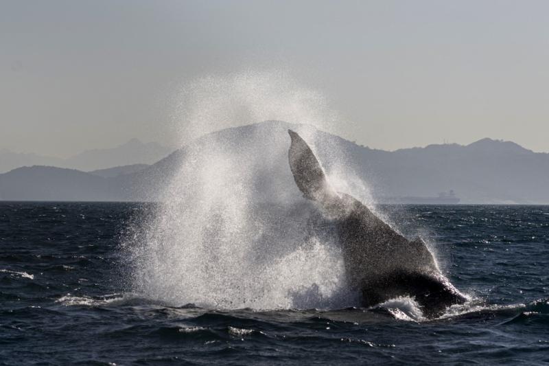 afp referencial - Liberan una ballena en la bahía de Sídney tras 22 horas atrapada
