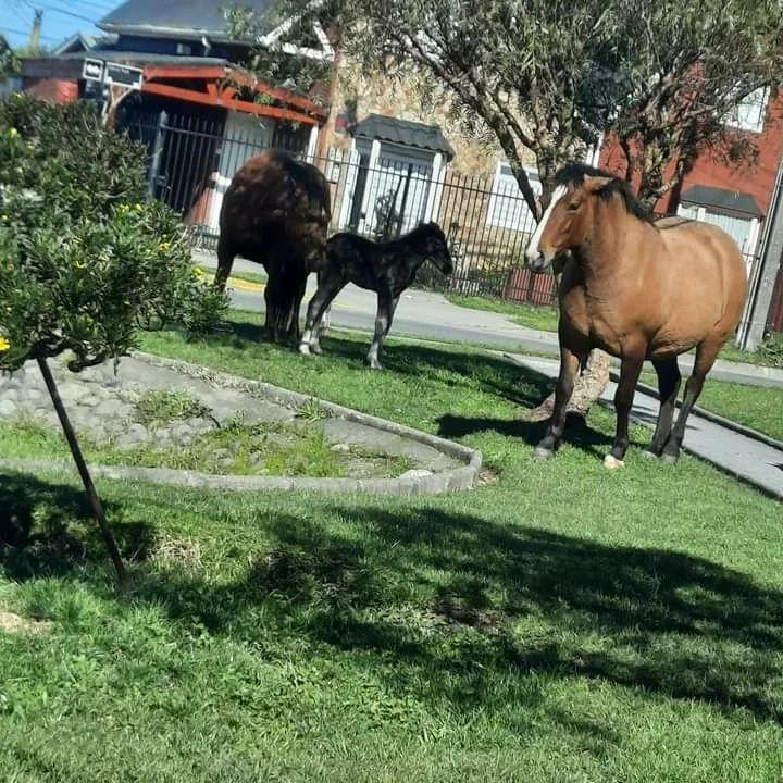 T13 - Coronel: Yegua da a luz en la vía pública