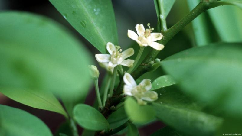 La investigación arqueotoxicológica descubrió compuestos de la planta de coca en tejidos cerebrales de momias del siglo XVII, desafiando creencias históricas.