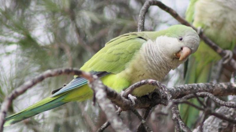 U. de Chile - Cotorra argentina
