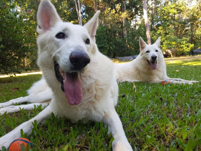 Ursa y Bolt, mascotas de Adam Britton, están entre sus víctimas.
