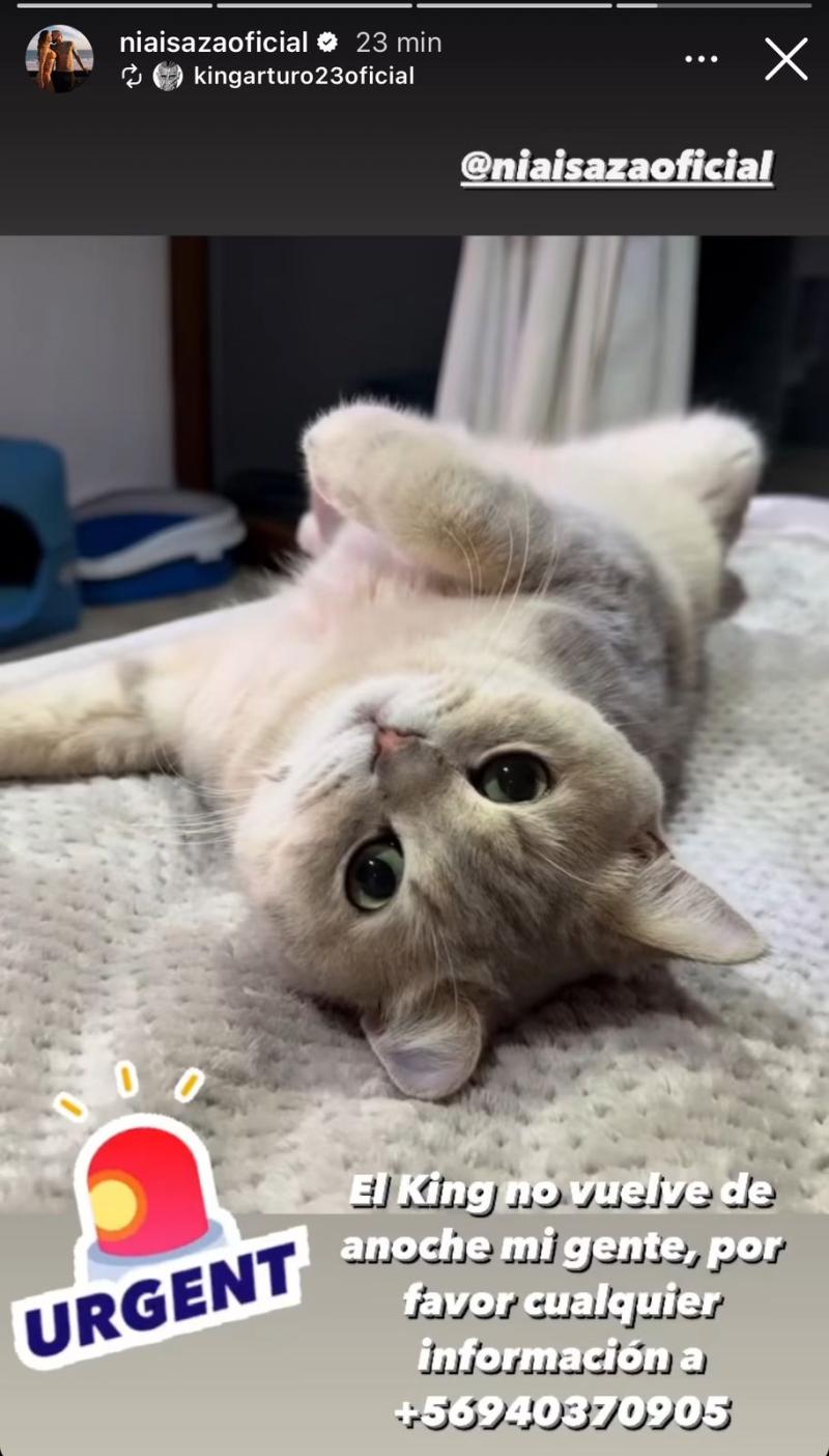 Este es el gato de Sonia Isaza y Arturo Vidal que desapareció - Créditos: Instagram