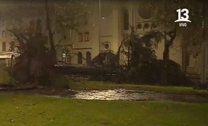 Gigantesco árbol caído interrumpe las tres pistas de la Alameda hacia el oriente