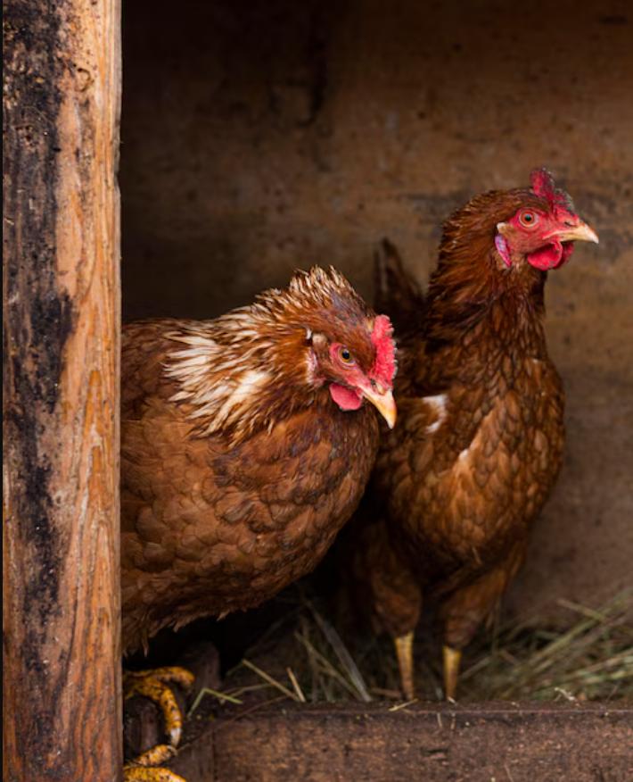 Captan a jóvenes pateando una gallina como si fuera un balón: son buscados por la policía en España
