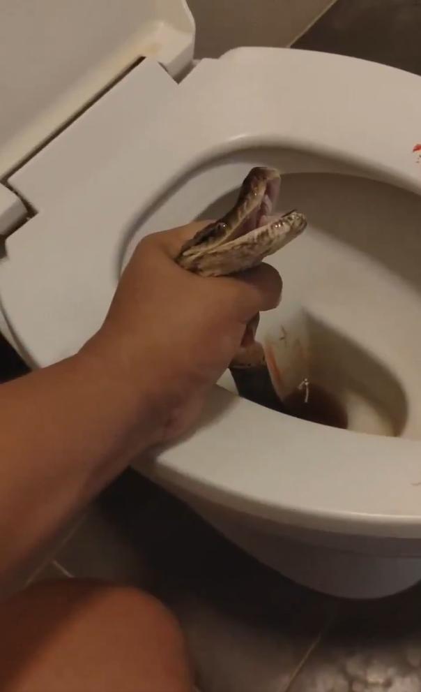 Le mordió los genitales: Serpiente ataca a hombre sentado en el inodoro de su casa