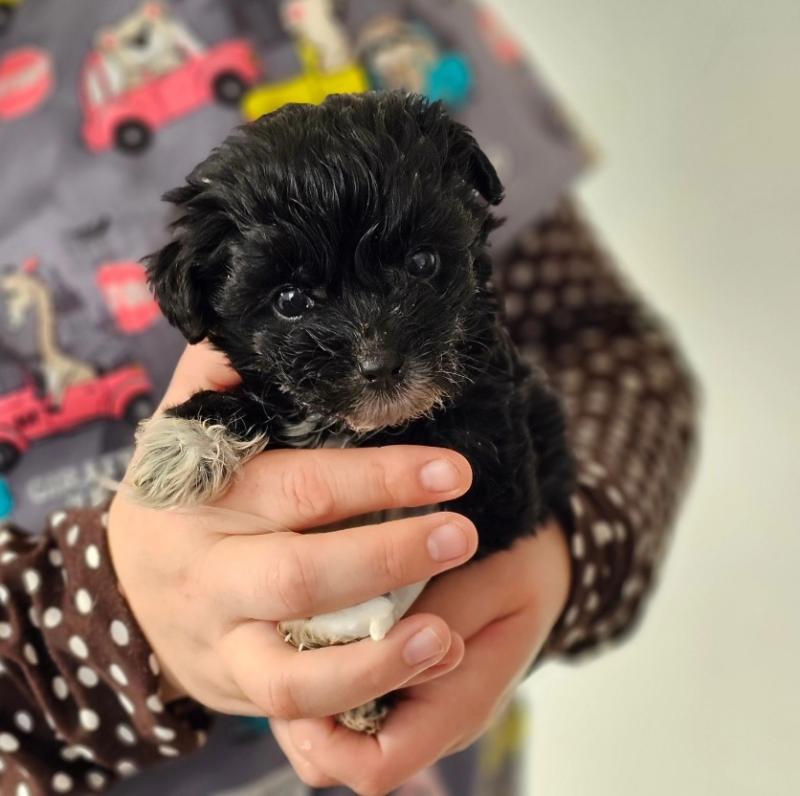 Clínica Veterinaria Los Castaños