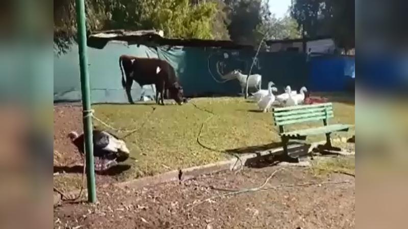 Canal 13 - Granja en plena plaza de una villa en Estación Central