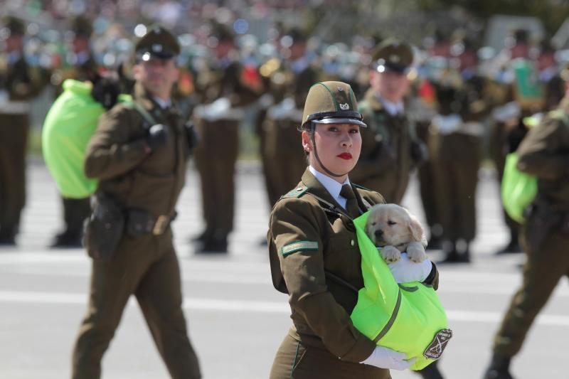Agencia Uno - Los perritos de Carabineros en la Parada Militar