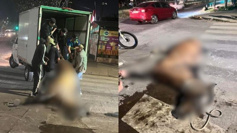 T13 - Grave caso de maltrato animal en Renca: Yegua muere ahorcada tras extenuante jornada de Fiestas Patrias