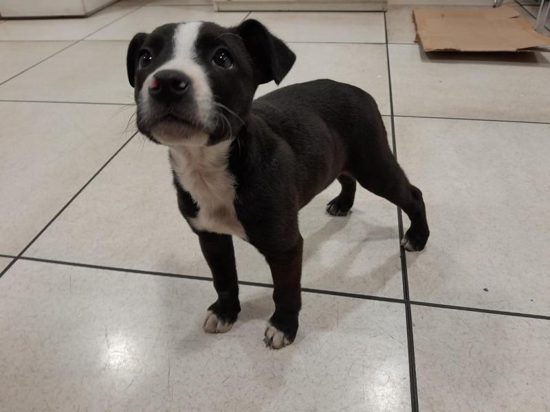 X - Perrito encontrado en estación de Metro