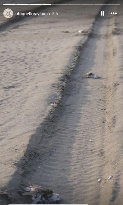 Ritoque Fauna y Flora