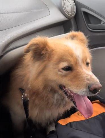 Perrito fue rescatado por conductores