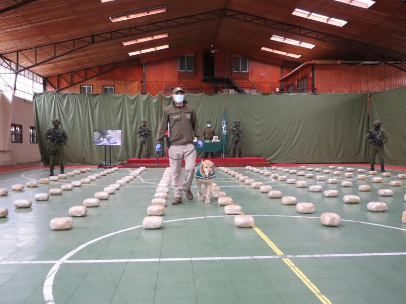 T13 - T13 - Perrito policial "Dubai" logra histórica incautación de droga en La Araucanía: 161 kilos de marihuana Creepy