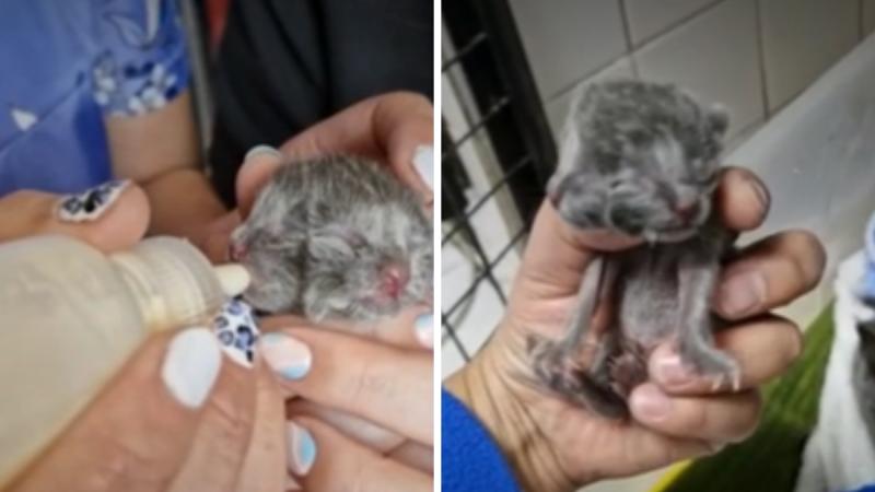 Nació gatito con dos caras en Chile - Meganoticias