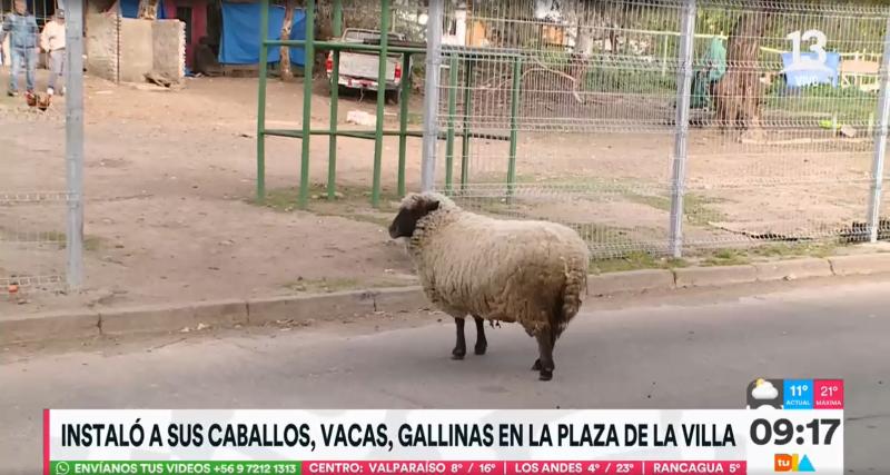 Canal 13 - Granja en plena plaza de una villa en Estación Central
