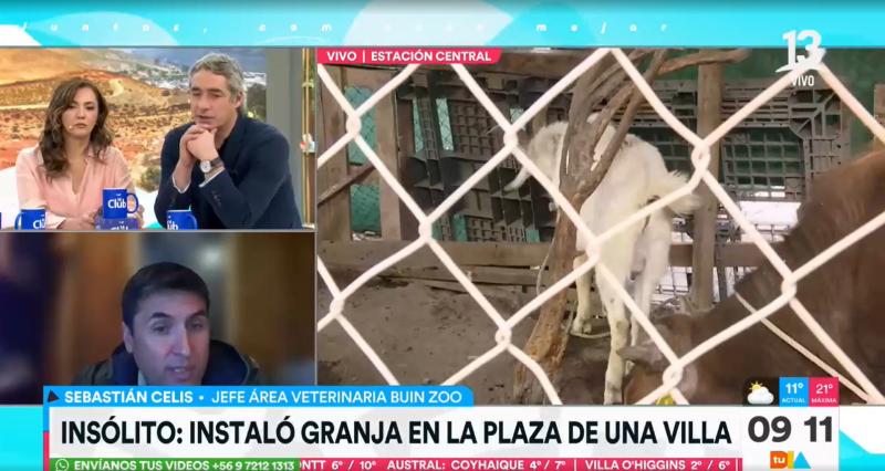 Canal 13 - Granja en plena plaza de una villa en Estación Central