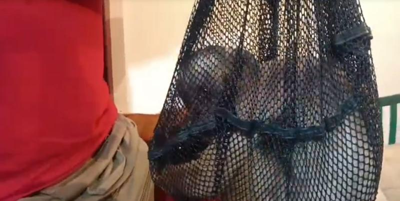 SAG - Capturan en una casa mono que deambulaba por las calles de Quilpué