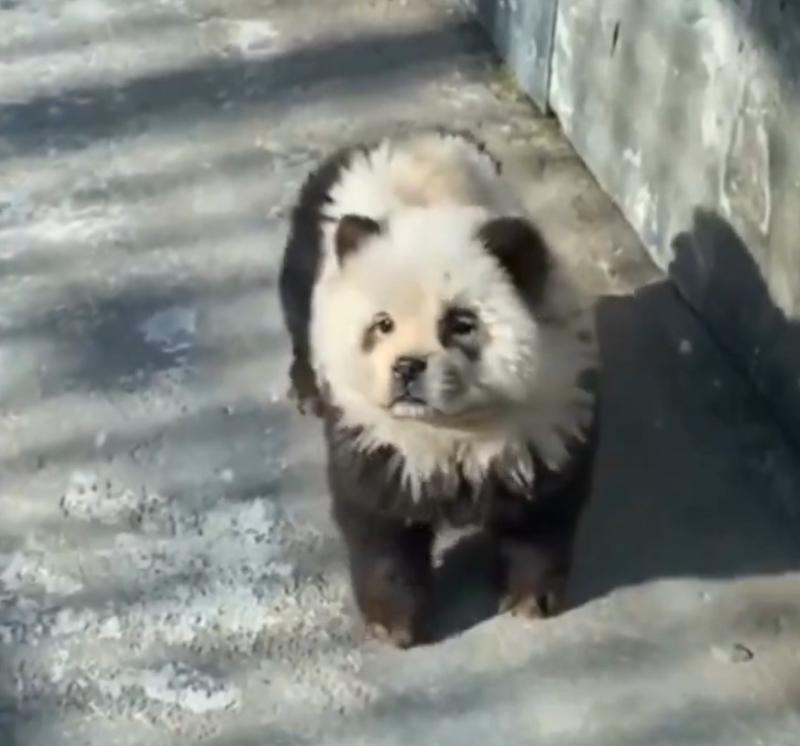 Polémica en Chila tras descubrir que "pandas" de zoológico eran perros pintados