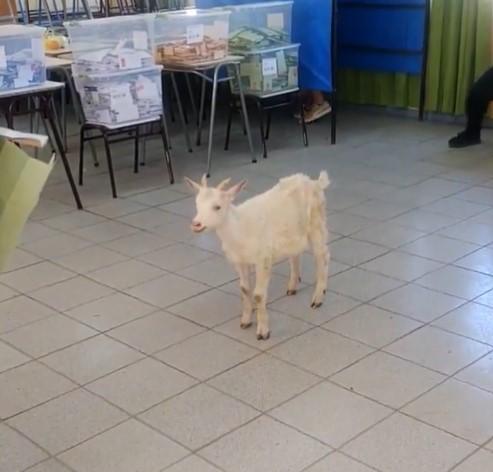 La tierna irrupción de un pequeño chivo en las elecciones del Maule | X